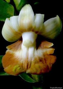 Dendrobium kenepaiense