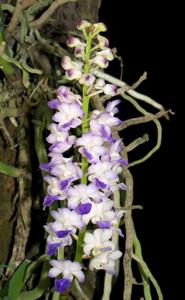 Rhynchostylis coelestis