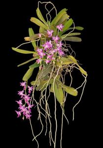 Aerides crassifolia