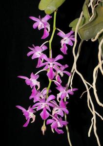 Aerides crassifolia