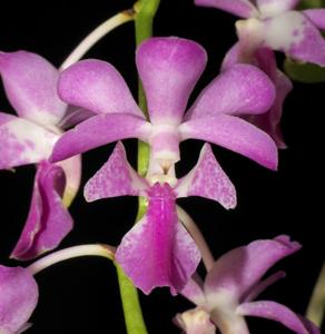 Aerides crassifolia