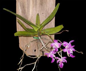 Aerides crassifolia