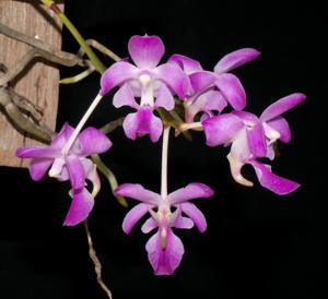 Aerides crassifolia