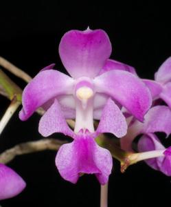 Aerides crassifolia