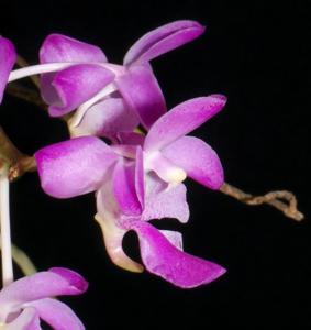 Aerides crassifolia