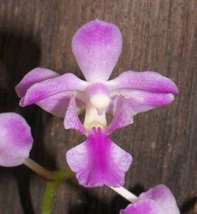 Aerides crassifolia