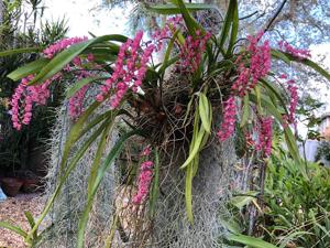 Rodriguezia lanceolata