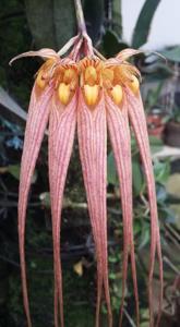 Bulbophyllum longissimum