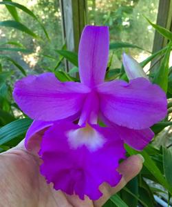 Sobralia macrantha