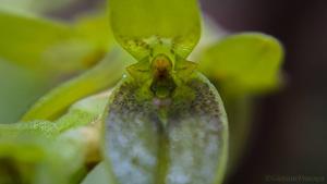 Acianthera saurocephala