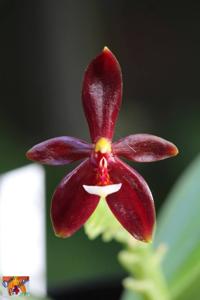 Phalaenopsis cornu-cervi