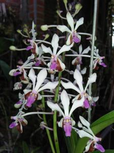 Vanda lamellata