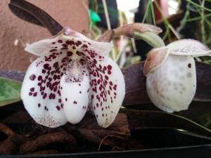 Paphiopedilum bellatulum