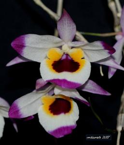 Dendrobium falconeri