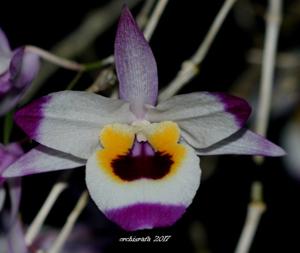 Dendrobium falconeri