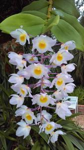 Dendrobium amabile