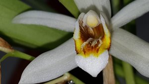 Coelogyne huettneriana