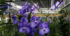 Vanda coerulea