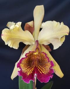 Cattleya dowiana