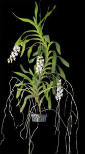 Aerides odorata