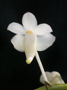 Aerides odorata