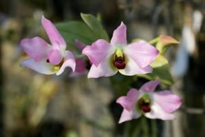 Dendrobium trantuanii