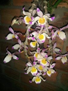 Dendrobium pendulum