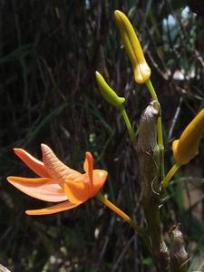 Dendrobium unicum