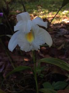 Sobralia liliastrum