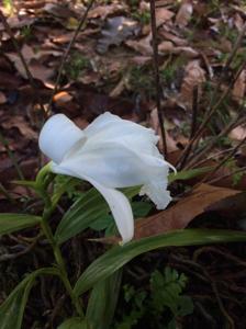 Sobralia liliastrum