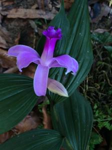 Sobralia sessilis