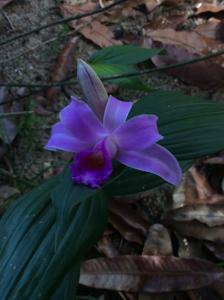 Sobralia sessilis