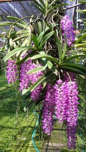 Aerides multiflora