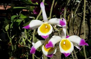 Dendrobium crystallinum