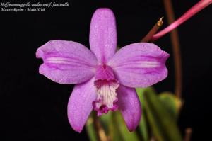 Cattleya caulescens