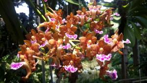 Vanda flabellata