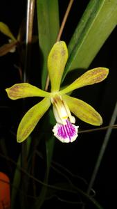 Encyclia tampensis