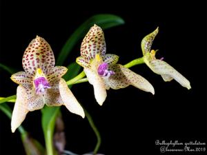 Bulbophyllum guttulatum