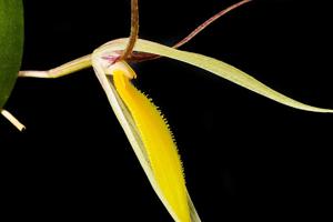 Pleurothallis nuda