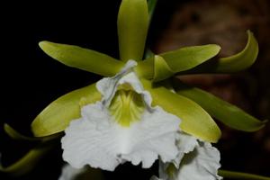 Prosthechea mariae