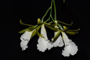 Prosthechea mariae