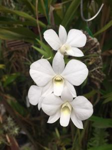 Dendrobium bigibbum