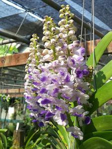 Rhynchostylis coelestis