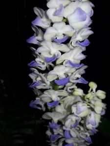 Rhynchostylis coelestis