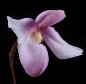 Phragmipedium andreettae