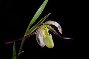 Phragmipedium longifolium