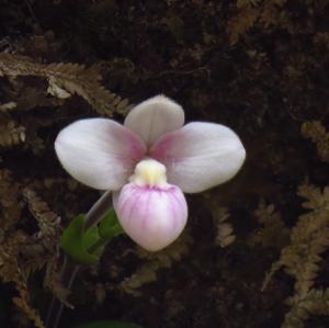 Phragmipedium anguloi