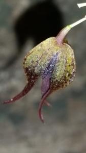 Specklinia areldii