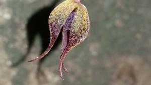 Specklinia areldii