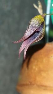 Specklinia areldii